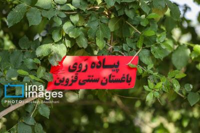  آیین سنتی «پنجاه بدر»