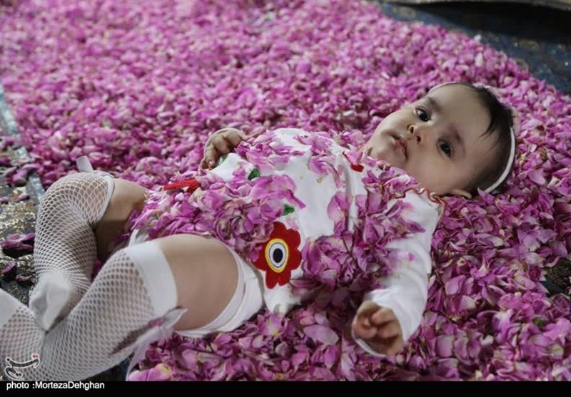 آیین ملی گل غلتان کاشان آیین ملی گل غلتان کاشان