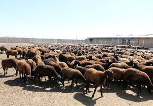 گوسفند زنده کیلویی 300 هزارتومان