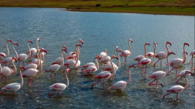 طبیعت در قاب دوربین؛