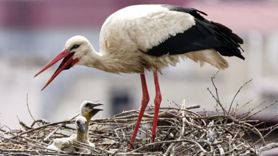 طبیعت در قاب دوربین؛