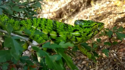 طبیعت در قاب دوربین؛