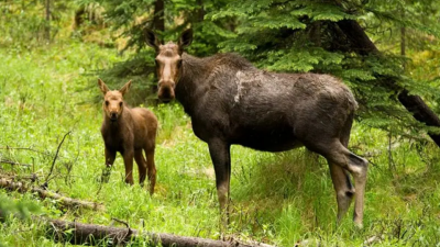 طبیعت در قاب دوربین؛