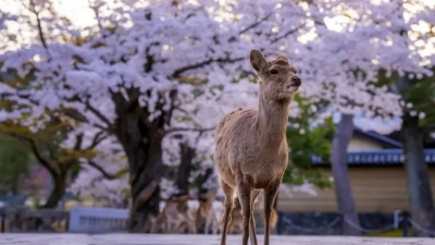 طبیعت در قاب دوربین؛