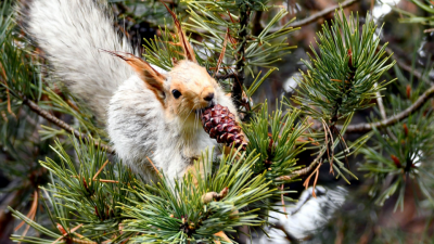 طبیعت در قاب دوربین؛