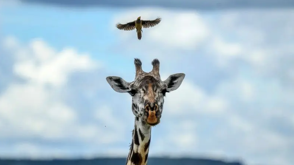 طبیعت در قاب دوربین؛