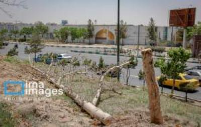 قطع درختان میدان «آزادی» 