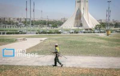 قطع درختان میدان «آزادی» 