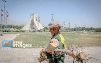 قطع درختان میدان «آزادی» 