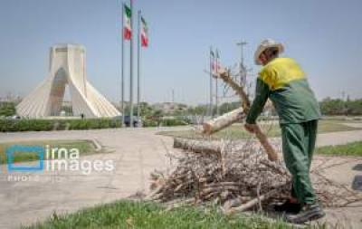 قطع درختان میدان «آزادی» 