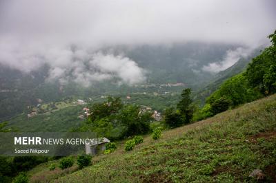 قطب اصلی گل گاوزبان درایران