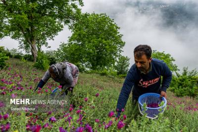 قطب اصلی گل گاوزبان درایران