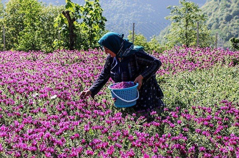 قطب اصلی گل گاوزبان درایران قطب اصلی گل گاوزبان درایران