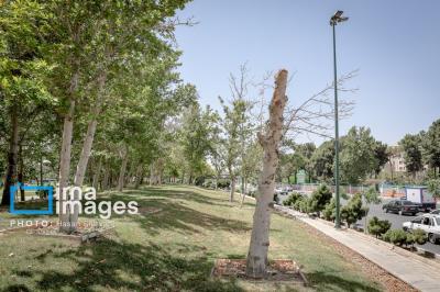  خاک تشنه، درختان بی‌جان 