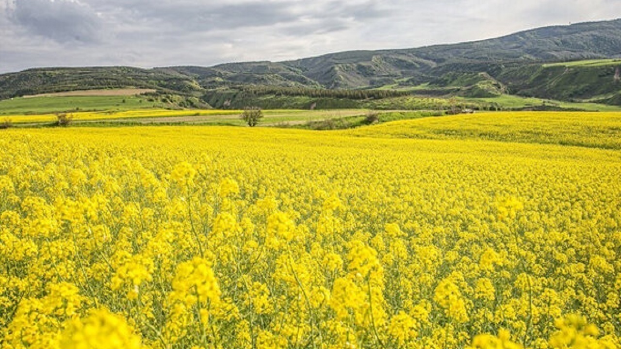 رویای خودکفایی روغن محقق می‌شود؟ 