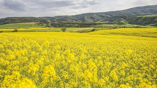 رویای خودکفایی روغن محقق می‌شود؟ 