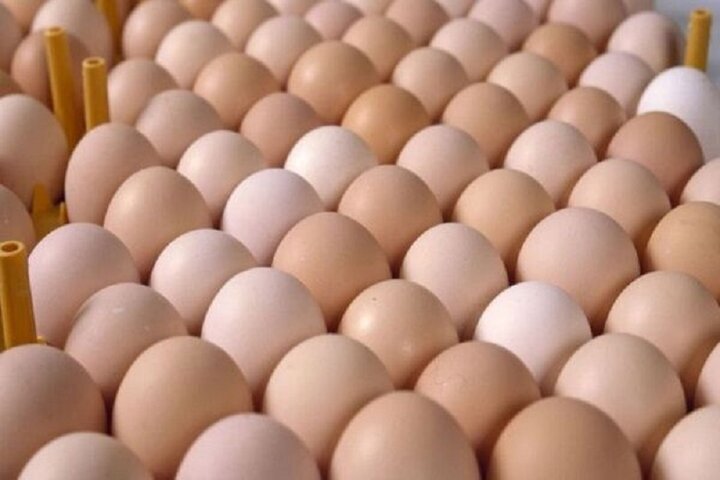 کشف بیش از ۱۷ تن تخم مرغ قاچاق