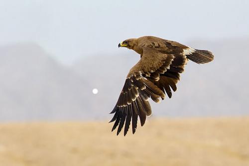 رهاسازی یک بهله عقاب طلایی در گلستان /فیلم