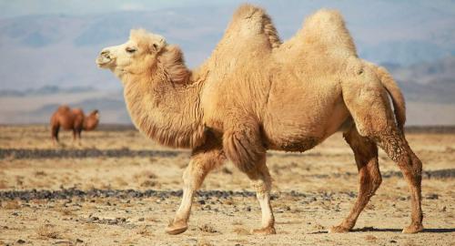 قیمت گوشت شتر از گوسفندی سبقت گرفت 