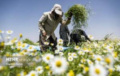 تصاویر برداشت بابونه در اصفهان 