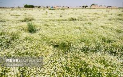 تصاویر برداشت بابونه در اصفهان 