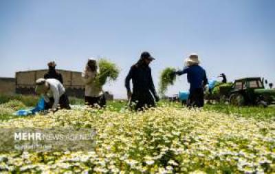 تصاویر برداشت بابونه در اصفهان 