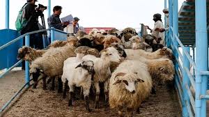 قیمت دام زنده امروز دوشنبه 12 خرداد