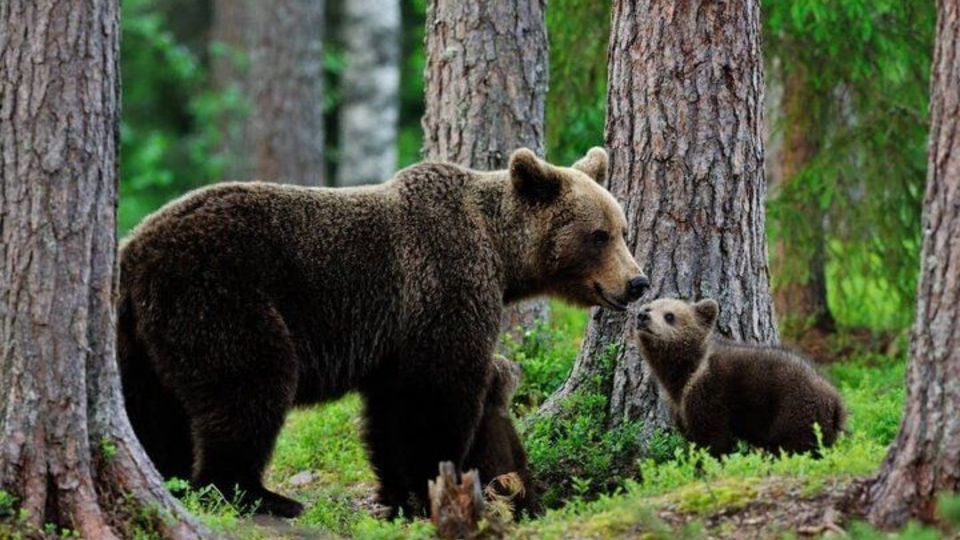 آب خوردن خانوادگی خرس قهوهای و توله هایش آب خوردن خانوادگی خرس قهوهای و توله هایش