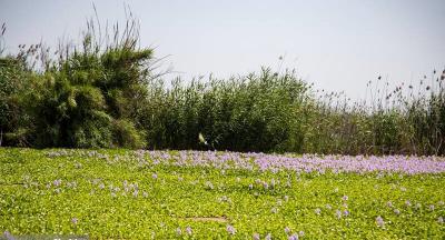 تالاب "آغوزبن" بابل در تسخیر شیطان‌ 