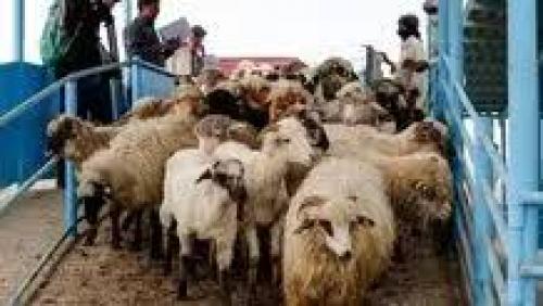 قیمت دام زنده شنبه ۱۷ خرداد
