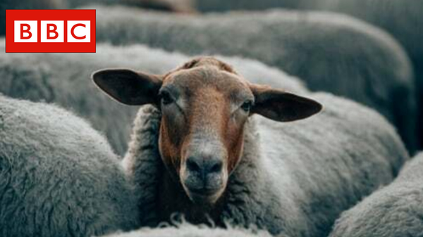 بی‌بی‌سی فارسی دل‌نگران گوسفندان شد +عکس