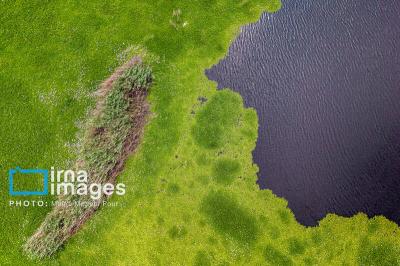 تالاب آغوزین اسیر شیطان بنفش 