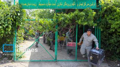 بازگشت پرندگان شکاری‌ به آسمان الوند