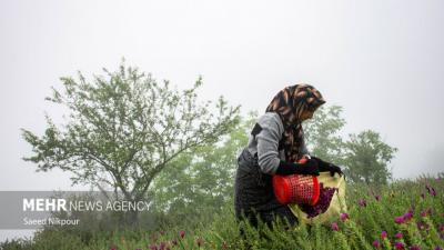قطب اصلی تولید گل گاوزبان در ایران 