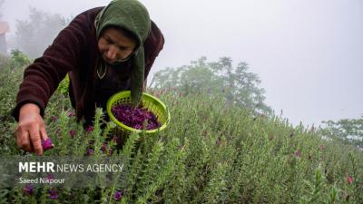 قطب اصلی تولید گل گاوزبان در ایران 
