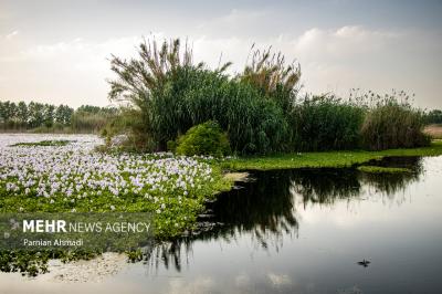 تالاب سنبل آبی بابل