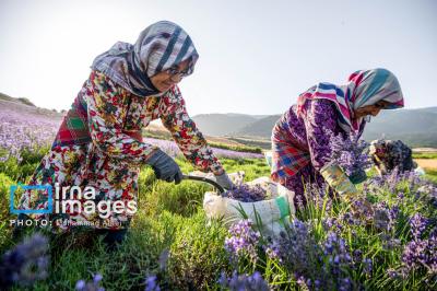 مزرعه گردشگری «سبزینه» 