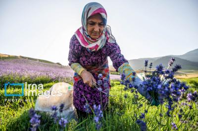 مزرعه گردشگری «سبزینه» 