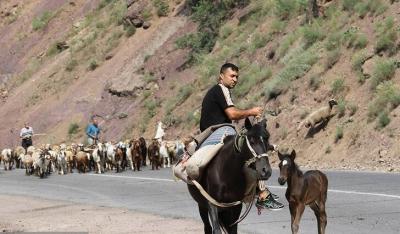 کوچ احشام مراتع ییلاقی مازندران /عکس