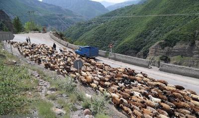 کوچ احشام مراتع ییلاقی مازندران /عکس