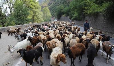 کوچ احشام مراتع ییلاقی مازندران /عکس