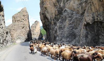 کوچ احشام مراتع ییلاقی مازندران /عکس