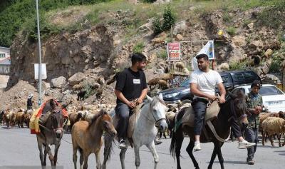 کوچ احشام مراتع ییلاقی مازندران /عکس