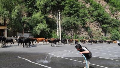 کوچ احشام مراتع ییلاقی مازندران /عکس