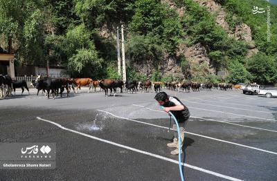کوچ احشام به مراتع ییلاقی 