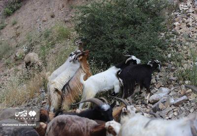 کوچ احشام به مراتع ییلاقی 