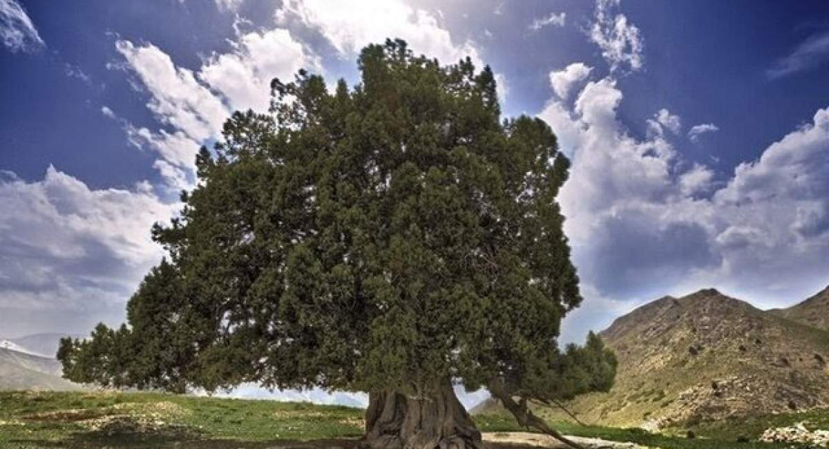 ثبت ملی کهنسال‌ترین درخت ایران