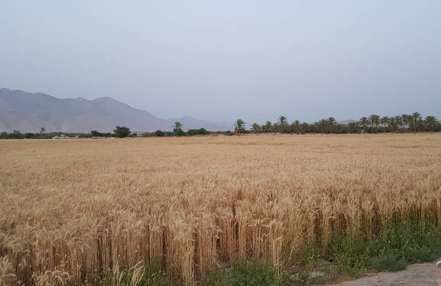 خوشه‌های طلا در خوسف به بار نشست 