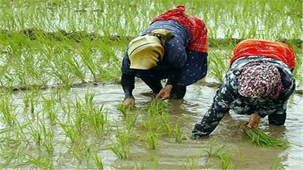 نمایی چشم نواز از کاشت نشای برنج در اردل