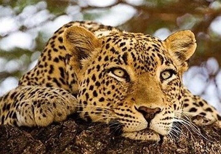 شکار لحظهای پلنگ ایرانی در ارتفاعات رودافشان / فیلم شکار لحظهای پلنگ ایرانی در ارتفاعات رودافشان / فیلم